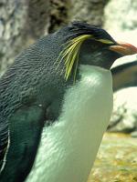 Penguins