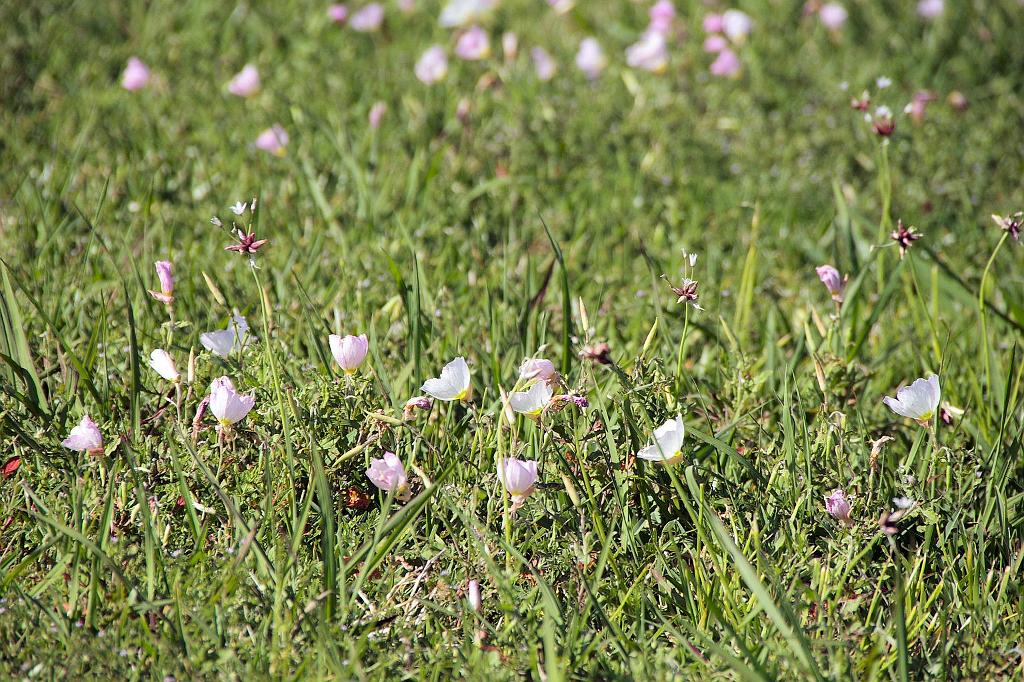 IMGP0685