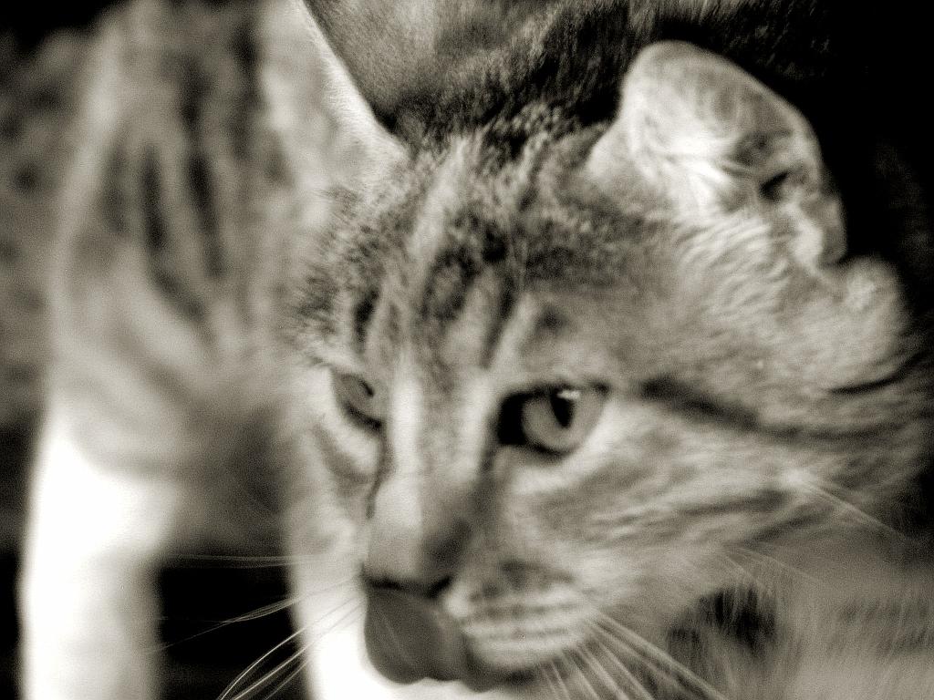 IMG_5978