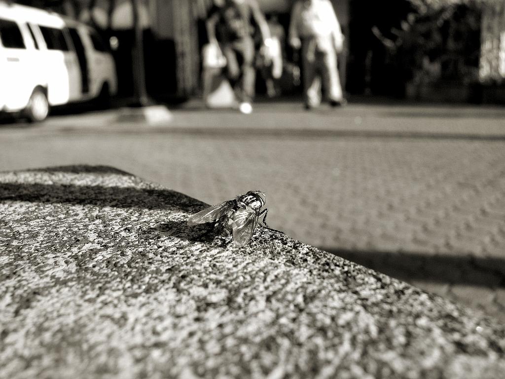 IMG_6101