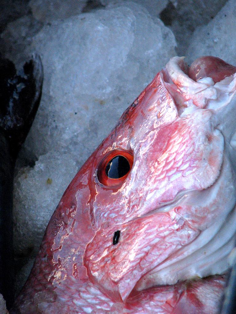 IMG_6541