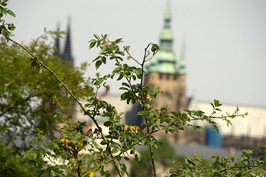 IMGP8044