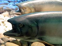 Capilano Fish Hatchery