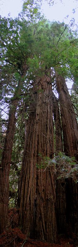 MUIR_001