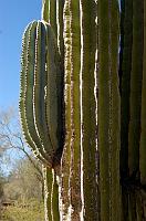 Desert Botanical Garden