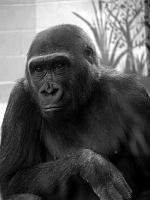 Gorillas