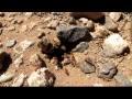  Antson the Grand Canyon Floor