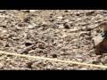  Squirrel on the Grand Canyon Floor