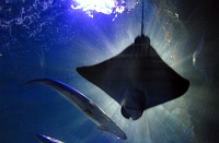 Audubon Aquarium of the Americas