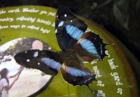 Audubon Insectarium
