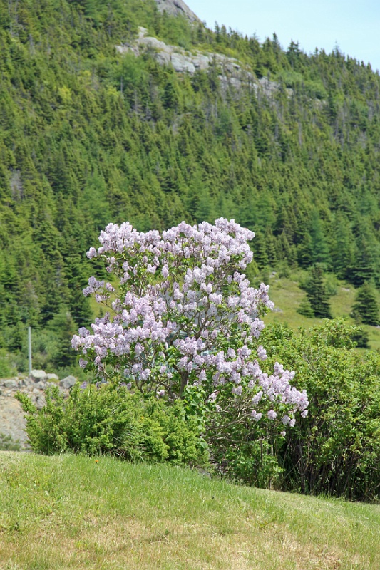 IMG_1062