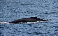 Whale Watching