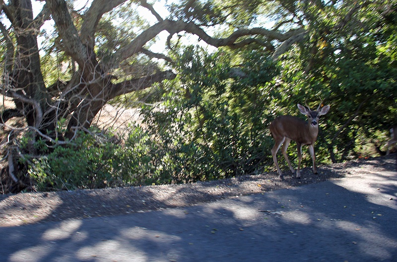 IMG_0783