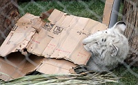  White Tiger Cub at Secret Garden and Dolphin Habitat, Mirage