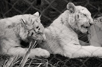  White Tiger Cubs at Secret Garden and Dolphin Habitat, Mirage