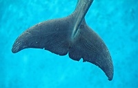  Dolphin at Secret Garden and Dolphin Habitat, Mirage
