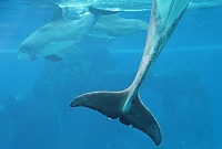  Dolphins at Secret Garden and Dolphin Habitat, Mirage