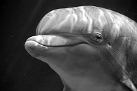  Dolphin at Secret Garden and Dolphin Habitat, Mirage