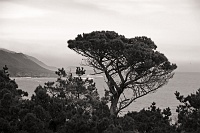  Cypress Tree
