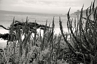 Carmel-by-the-Sea