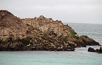  Sea Lions