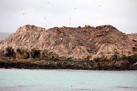  Sea Lions