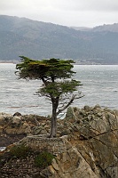  Lone Cypress, 17-Mile Drive
