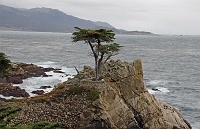  Lone Cypress, 17-Mile Drive