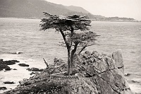 Monterey