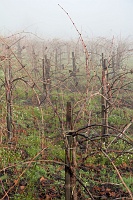  Estate Vines, Castello di Amorosa Winery