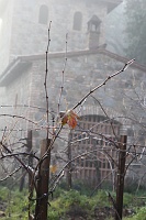  Estate Vines, Castello di Amorosa Winery