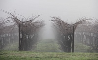  Estate Vines, Castello di Amorosa