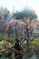  Estate Vines, Castello di Amorosa