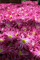  Bellagio Conservatory and Botanical Gardens