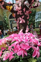  Bellagio Conservatory and Botanical Gardens