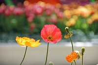  Bellagio Conservatory and Botanical Gardens