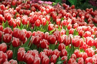  Bellagio Conservatory and Botanical Gardens
