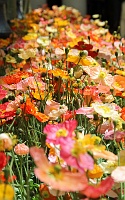  Bellagio Conservatory and Botanical Gardens