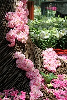  Bellagio Conservatory and Botanical Gardens