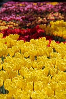  Bellagio Conservatory and Botanical Gardens