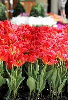  Bellagio Conservatory and Botanical Gardens