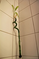  Hilton Cologne
