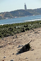  O Tejo, Off Praça do comercio