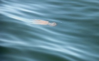 Jellyfish no Tejo