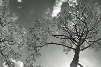  Looking skyward at Founder's Court, Rice University