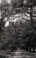  Great Oaks, Rice University campus