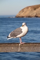 Gaviota State Park