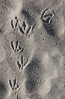  Bird tracks in the sand