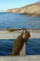  Seaweed draped on pier