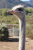 Ostrich Land USA